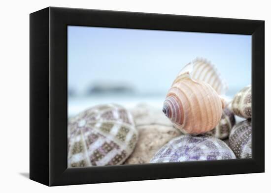 Crescent Beach Shells 15-Alan Blaustein-Framed Premier Image Canvas