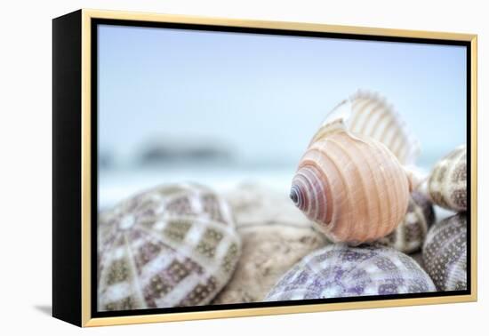 Crescent Beach Shells 15-Alan Blaustein-Framed Premier Image Canvas