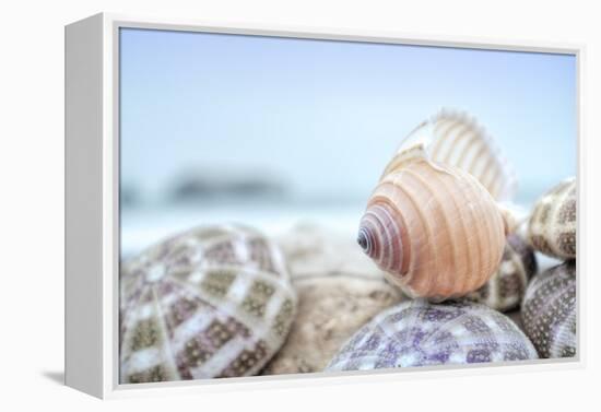 Crescent Beach Shells 15-Alan Blaustein-Framed Premier Image Canvas