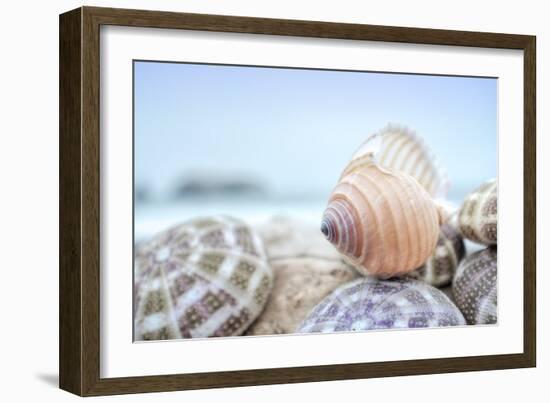 Crescent Beach Shells 15-Alan Blaustein-Framed Photographic Print