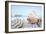 Crescent Beach Shells 15-Alan Blaustein-Framed Photographic Print