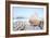 Crescent Beach Shells 15-Alan Blaustein-Framed Photographic Print