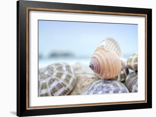 Crescent Beach Shells 15-Alan Blaustein-Framed Photographic Print