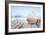 Crescent Beach Shells 15-Alan Blaustein-Framed Photographic Print