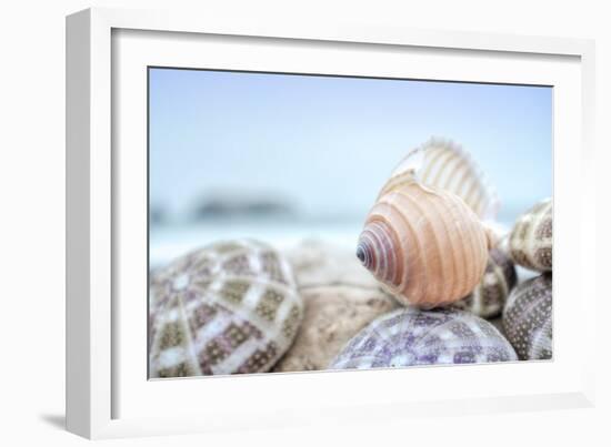 Crescent Beach Shells 15-Alan Blaustein-Framed Photographic Print