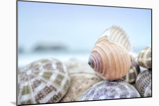 Crescent Beach Shells 15-Alan Blaustein-Mounted Photographic Print