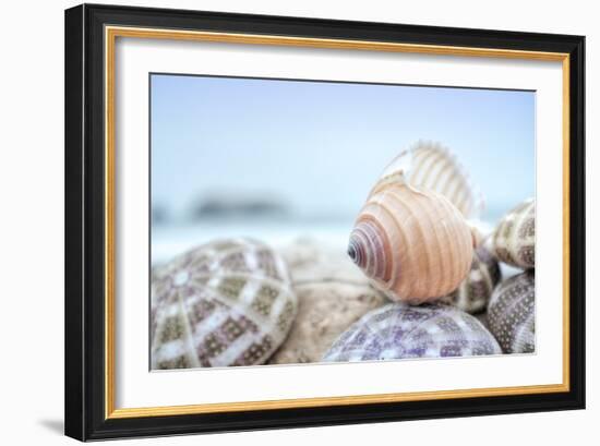 Crescent Beach Shells 15-Alan Blaustein-Framed Photographic Print