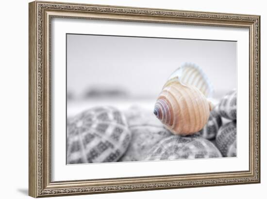 Crescent Beach Shells 15-Alan Blaustein-Framed Photographic Print