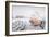 Crescent Beach Shells 15-Alan Blaustein-Framed Photographic Print