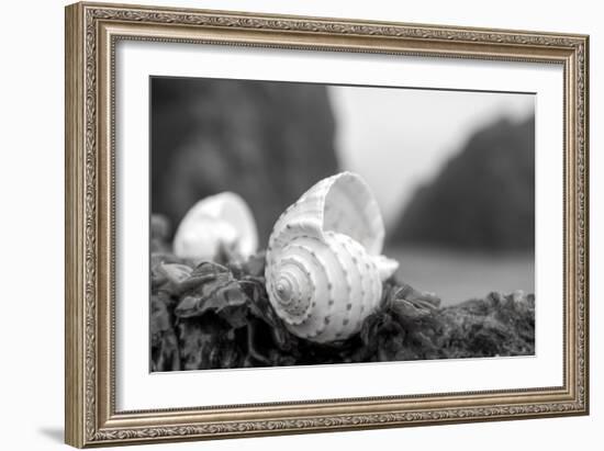 Crescent Beach Shells 1-Alan Blaustein-Framed Photographic Print