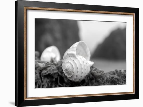 Crescent Beach Shells 1-Alan Blaustein-Framed Photographic Print