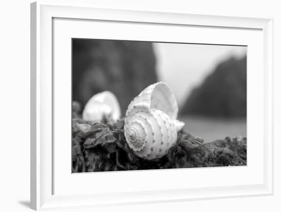 Crescent Beach Shells 1-Alan Blaustein-Framed Photographic Print