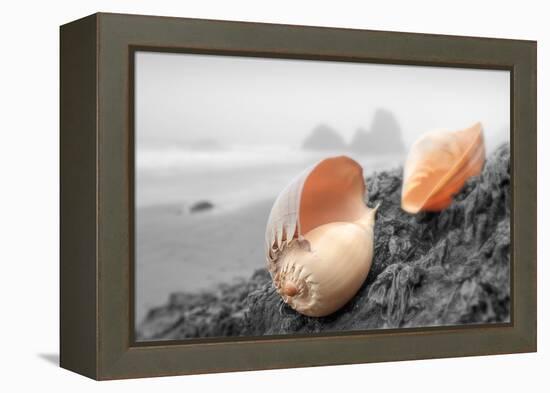 Crescent Beach Shells #20-Alan Blaustein-Framed Premier Image Canvas