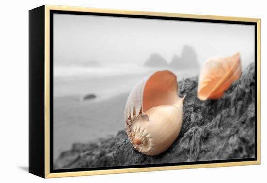 Crescent Beach Shells #20-Alan Blaustein-Framed Premier Image Canvas