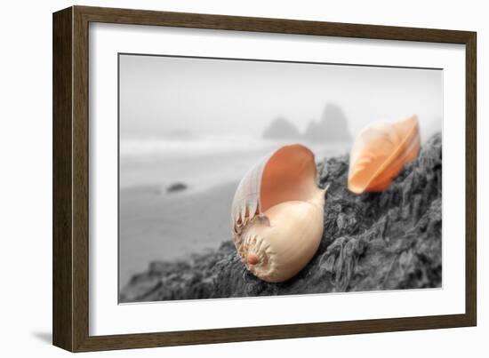 Crescent Beach Shells #20-Alan Blaustein-Framed Photographic Print