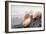 Crescent Beach Shells #20-Alan Blaustein-Framed Photographic Print