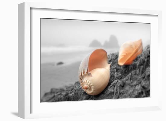 Crescent Beach Shells #20-Alan Blaustein-Framed Photographic Print