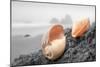 Crescent Beach Shells #20-Alan Blaustein-Mounted Photographic Print