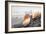 Crescent Beach Shells #20-Alan Blaustein-Framed Photographic Print