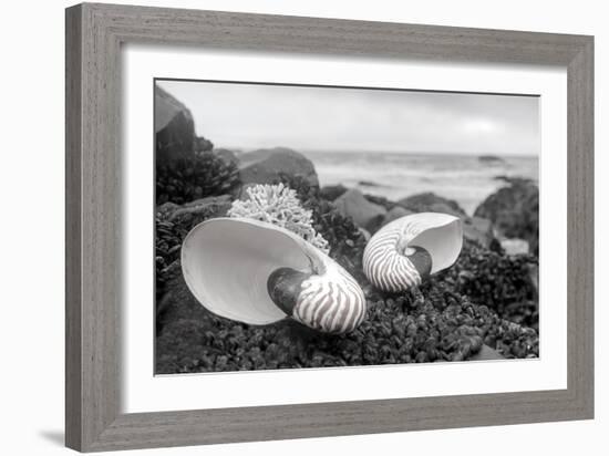 Crescent Beach Shells 2-Alan Blaustein-Framed Photographic Print