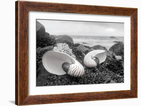 Crescent Beach Shells 2-Alan Blaustein-Framed Photographic Print