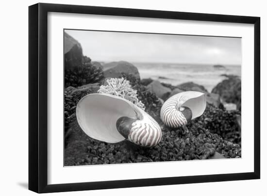 Crescent Beach Shells 2-Alan Blaustein-Framed Photographic Print