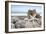 Crescent Beach Shells 5-Alan Blaustein-Framed Photographic Print