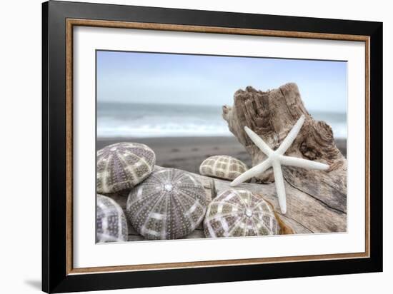 Crescent Beach Shells 5-Alan Blaustein-Framed Photographic Print