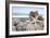 Crescent Beach Shells 5-Alan Blaustein-Framed Photographic Print