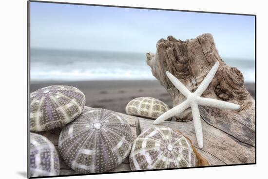 Crescent Beach Shells 5-Alan Blaustein-Mounted Photographic Print