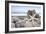 Crescent Beach Shells 5-Alan Blaustein-Framed Photographic Print