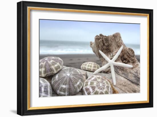 Crescent Beach Shells 5-Alan Blaustein-Framed Photographic Print