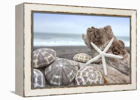 Crescent Beach Shells 5-Alan Blaustein-Framed Premier Image Canvas