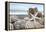 Crescent Beach Shells 5-Alan Blaustein-Framed Premier Image Canvas
