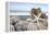 Crescent Beach Shells 5-Alan Blaustein-Framed Premier Image Canvas