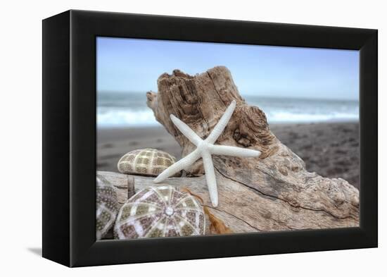 Crescent Beach Shells 6-Alan Blaustein-Framed Premier Image Canvas