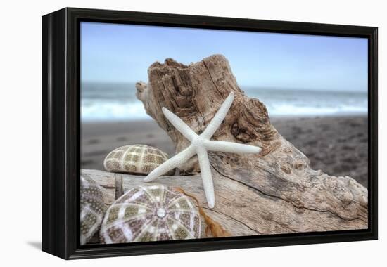 Crescent Beach Shells 6-Alan Blaustein-Framed Premier Image Canvas