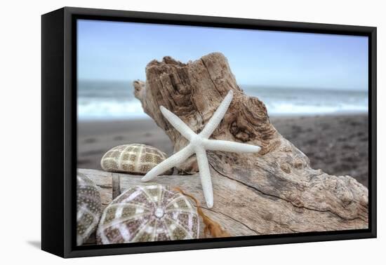 Crescent Beach Shells 6-Alan Blaustein-Framed Premier Image Canvas