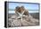 Crescent Beach Shells 6-Alan Blaustein-Framed Premier Image Canvas