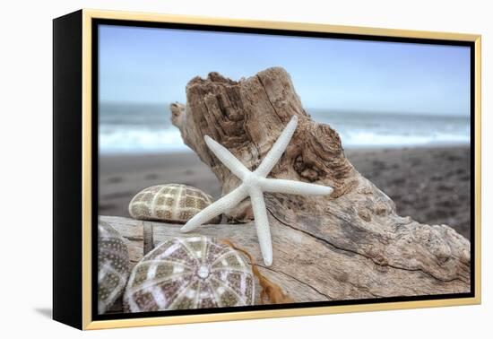 Crescent Beach Shells 6-Alan Blaustein-Framed Premier Image Canvas