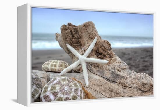 Crescent Beach Shells 6-Alan Blaustein-Framed Premier Image Canvas