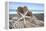 Crescent Beach Shells 6-Alan Blaustein-Framed Premier Image Canvas