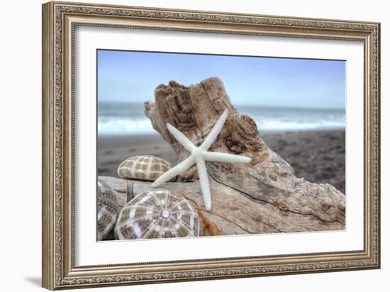 Crescent Beach Shells 6-Alan Blaustein-Framed Photographic Print