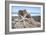 Crescent Beach Shells 6-Alan Blaustein-Framed Photographic Print