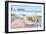 Crescent Beach Shells 9-Alan Blaustein-Framed Photographic Print