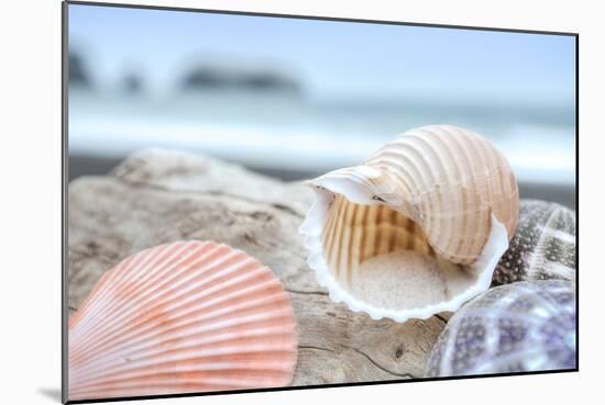 Crescent Beach Shells 9-Alan Blaustein-Mounted Photographic Print