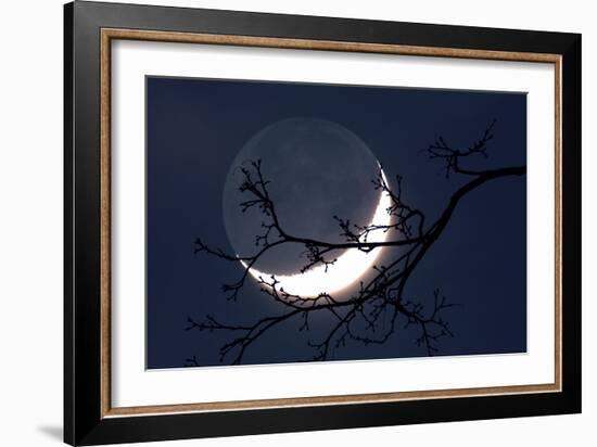 Crescent Moon with Earthshine-Detlev Van Ravenswaay-Framed Photographic Print