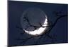 Crescent Moon with Earthshine-Detlev Van Ravenswaay-Mounted Photographic Print
