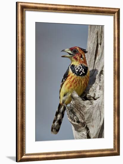 Crested barbet (Trachyphonus vaillantii), Selous Game Reserve, Tanzania, East Africa, Africa-James Hager-Framed Photographic Print