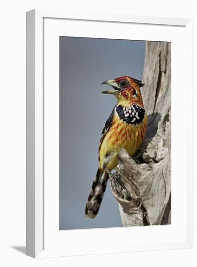 Crested barbet (Trachyphonus vaillantii), Selous Game Reserve, Tanzania, East Africa, Africa-James Hager-Framed Photographic Print